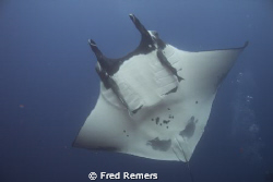 This close encounter with a manta ray took place in the A... by Fred Remers 
